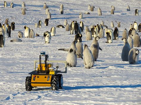 penguin rfid tag|Meet the robot watching over Emperor penguins .